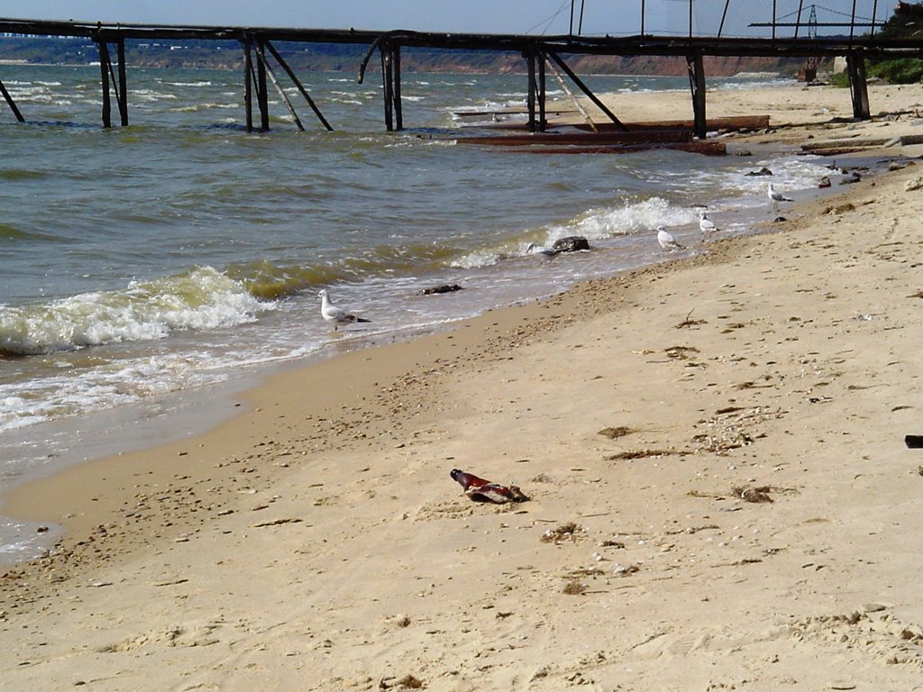 Seagulls on the beach