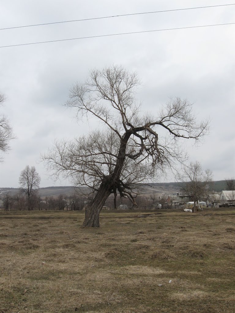 Луг на Старой Беленькой