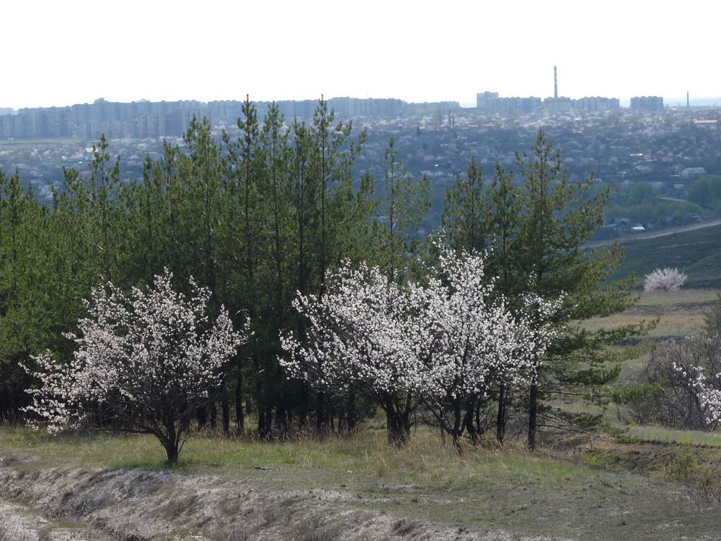 абрикосы и сосны