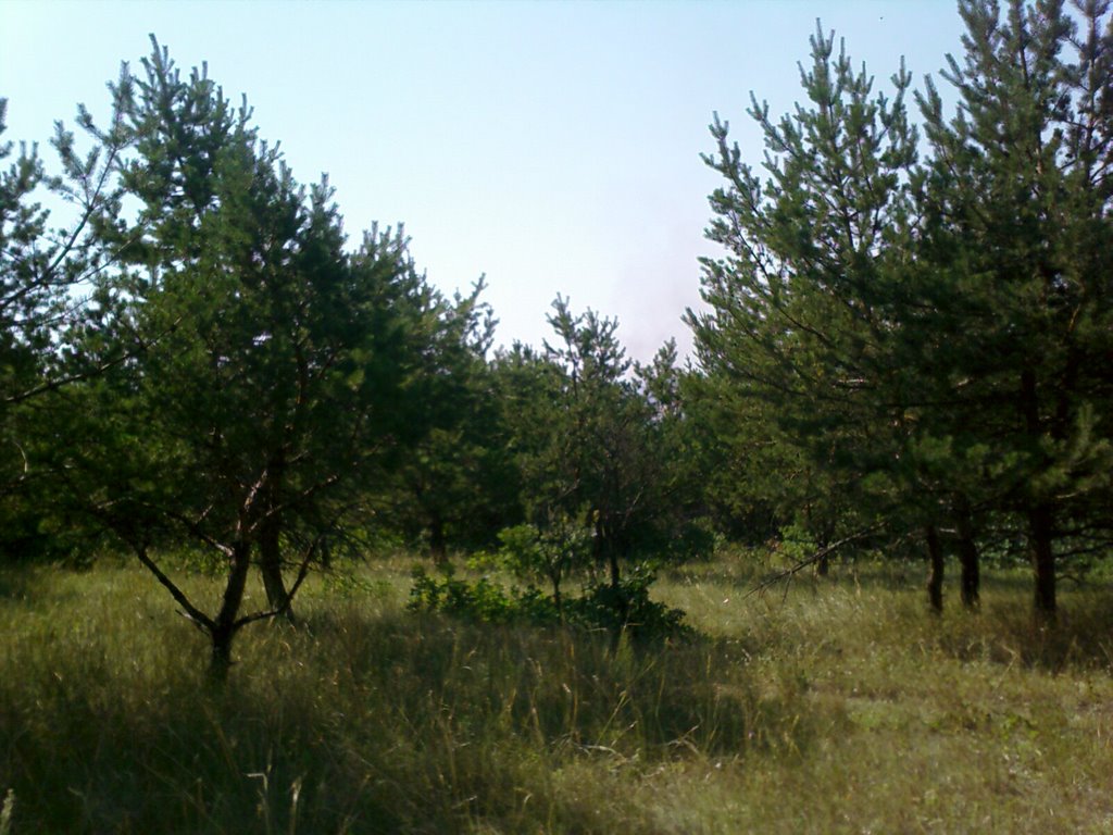 Елки (zart arn)