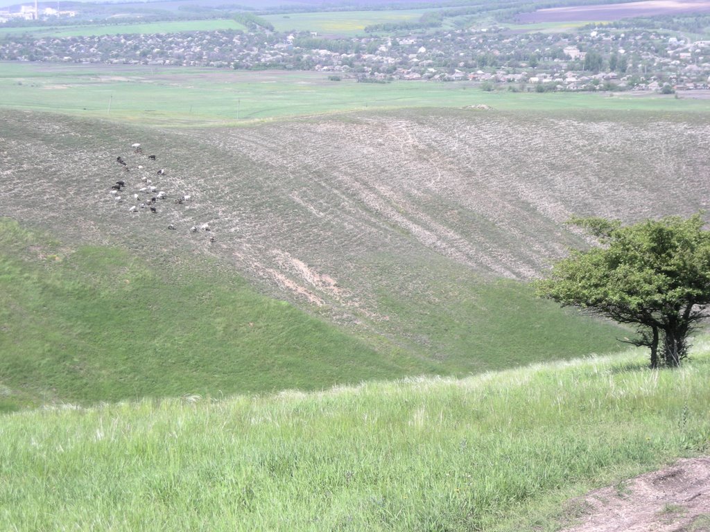 Мирные стада