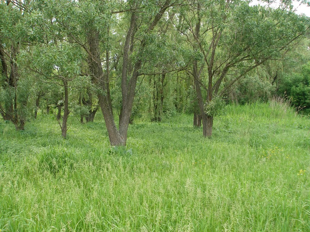 Весна в Грековом Саду