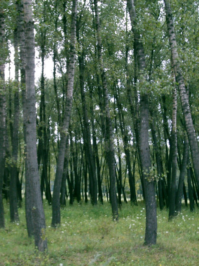 Роща в Дзержинске