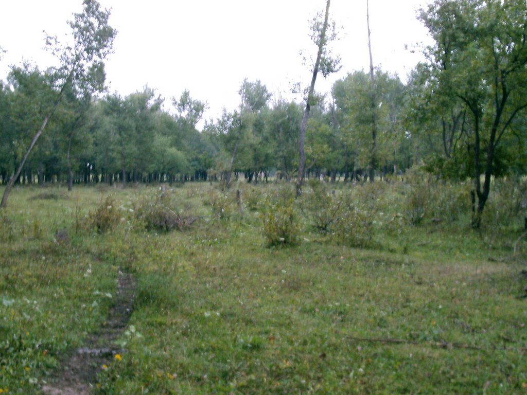 Роща в Дзержинске