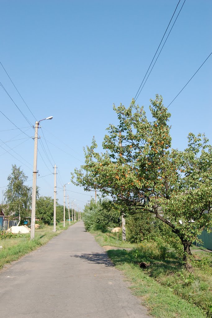 Абрикосы