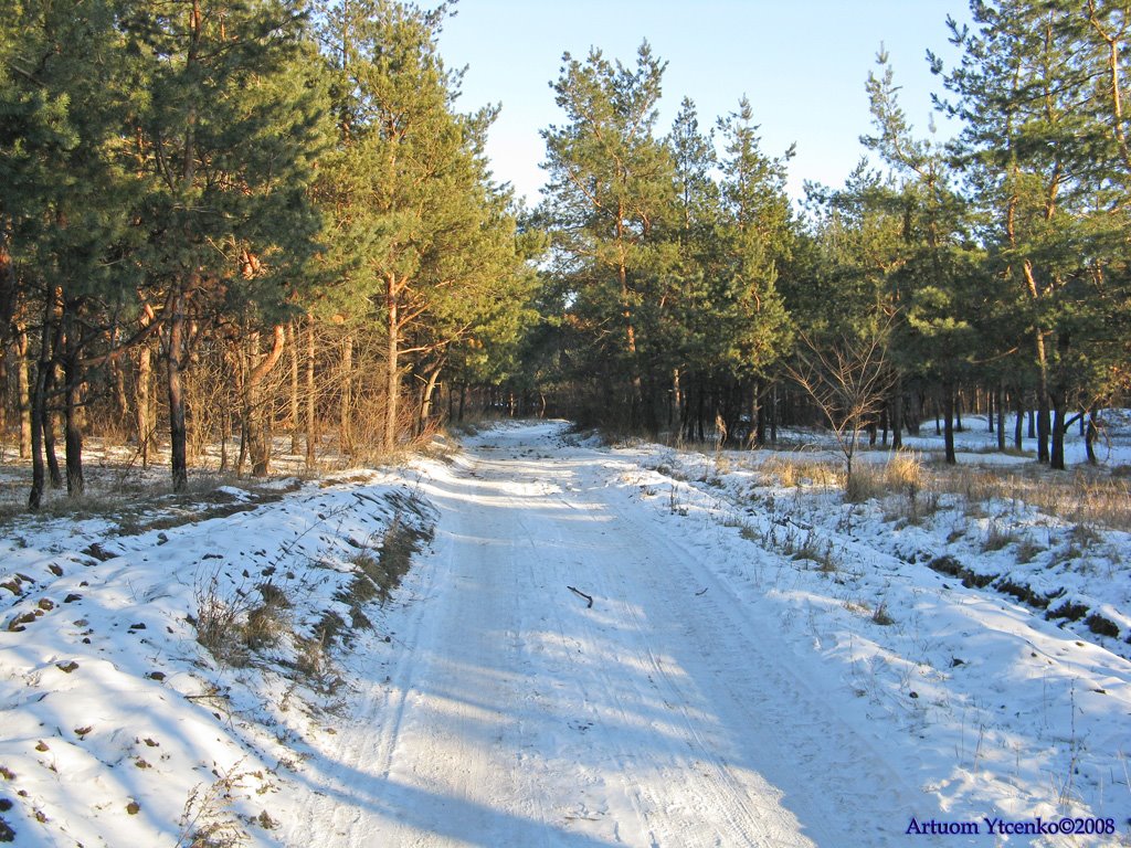 Дорога в лесничество