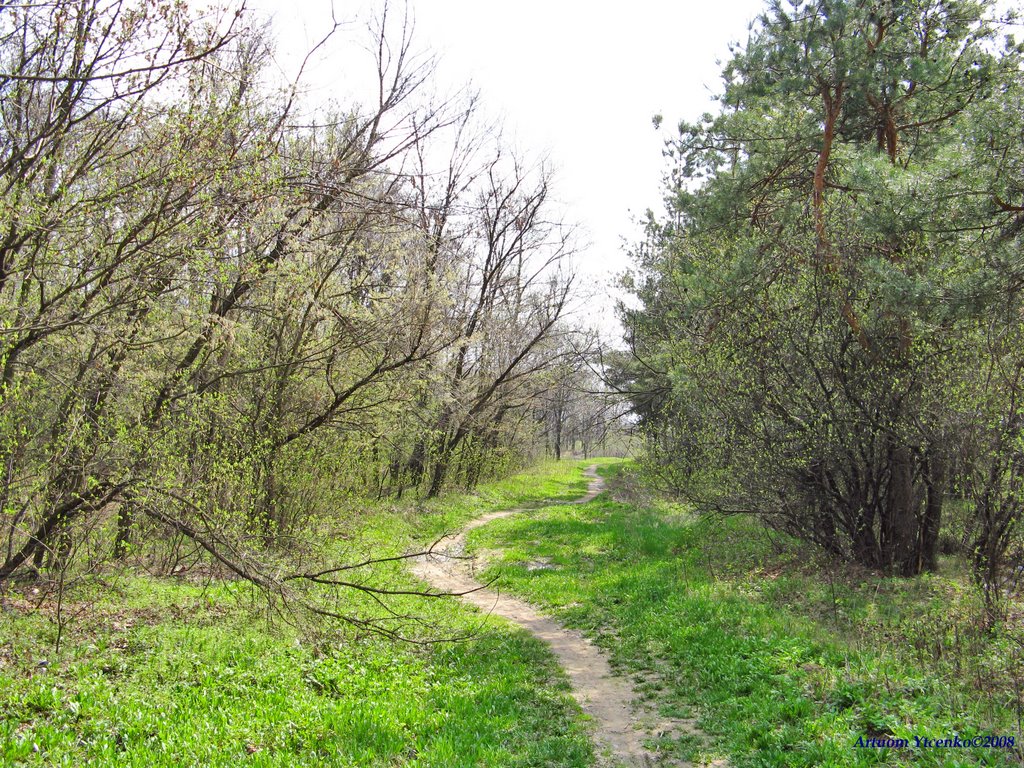 В лесничестве весной