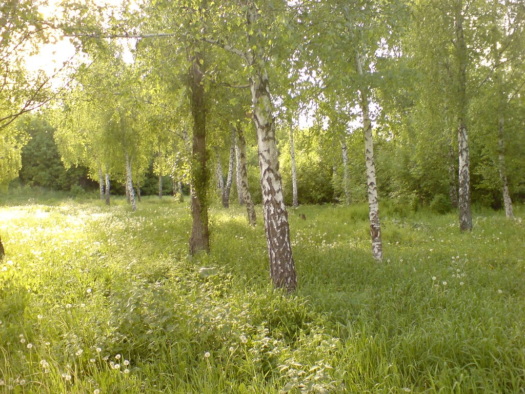 Березовая роща