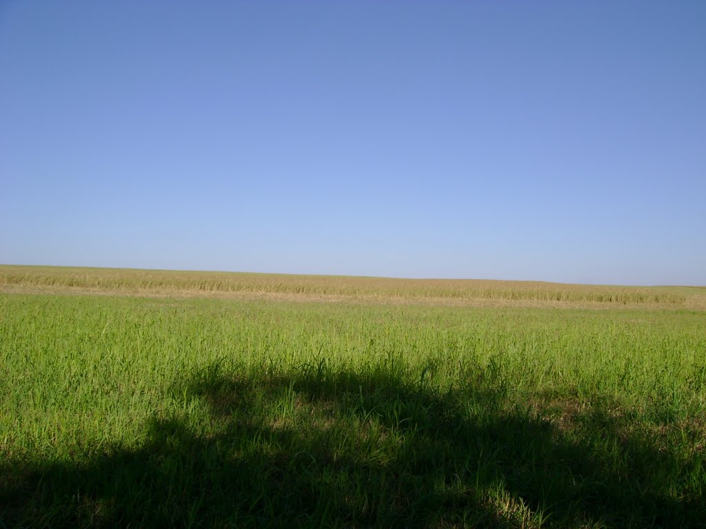 поле