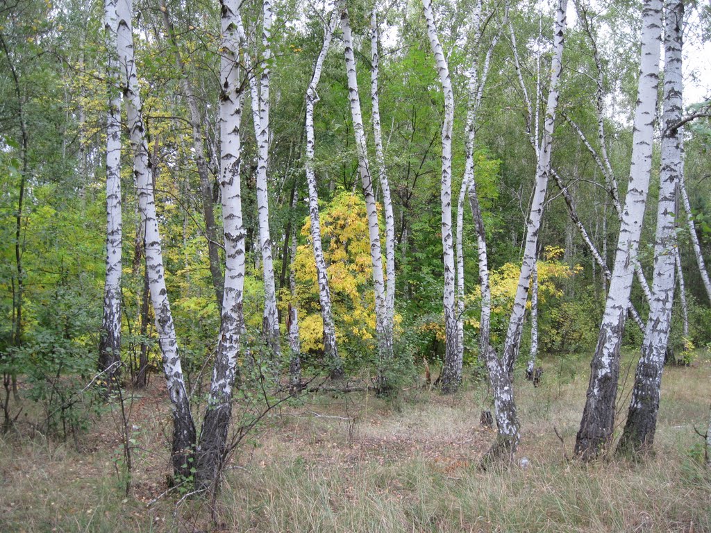 Дробышевское лесничество