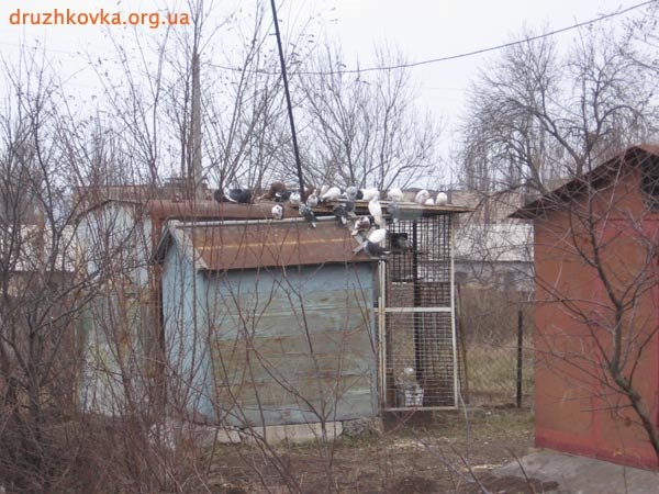 Домик для голубей, во дворе дома 7 по ул. Петлина.