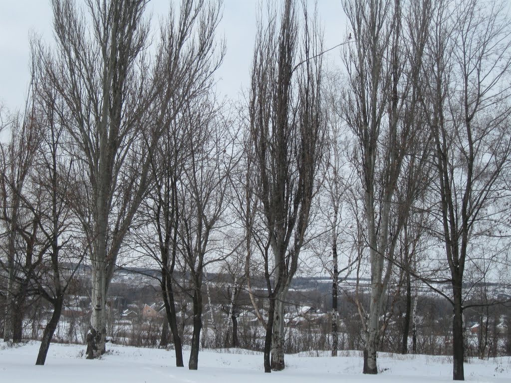 В сквере
