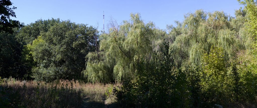 trees
