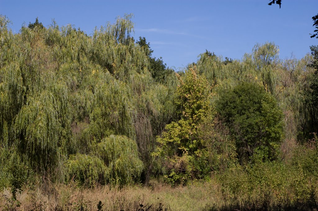 trees