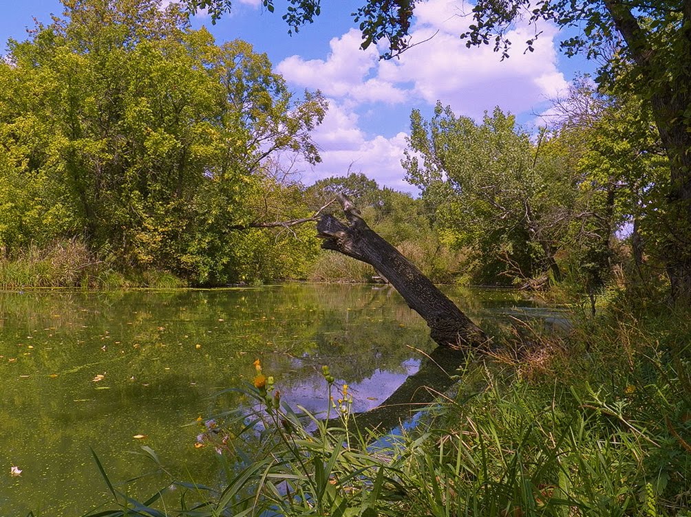 Заводь
