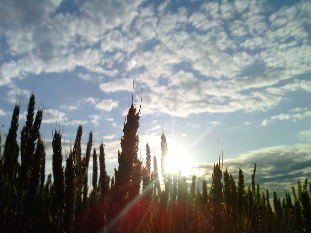 Ilovaysk Wheat Field