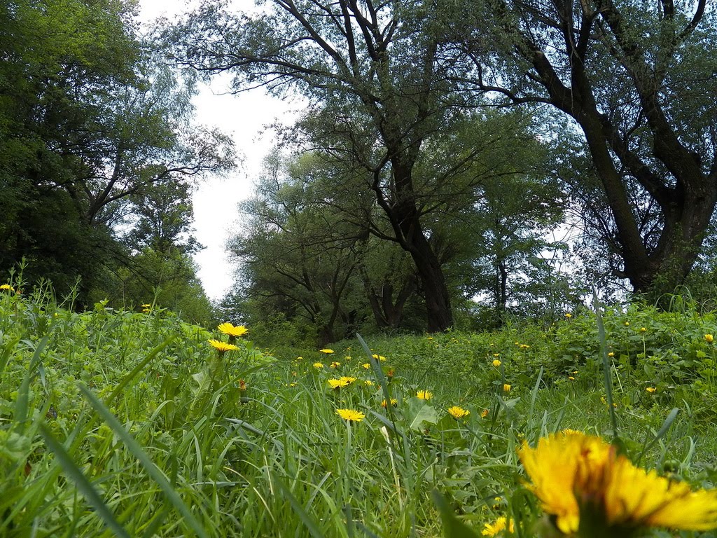 Svetlodarsk