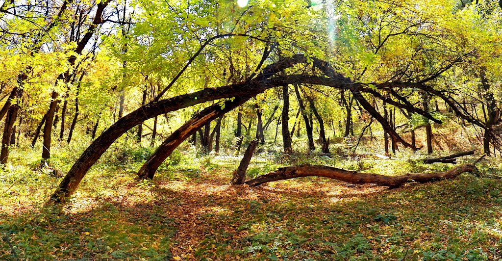 Арка