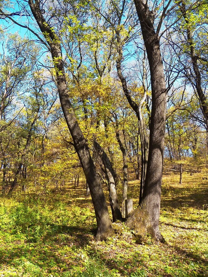 5 из одного корня