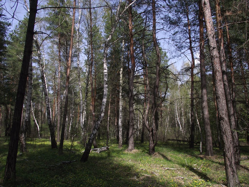 лес возле Медового
