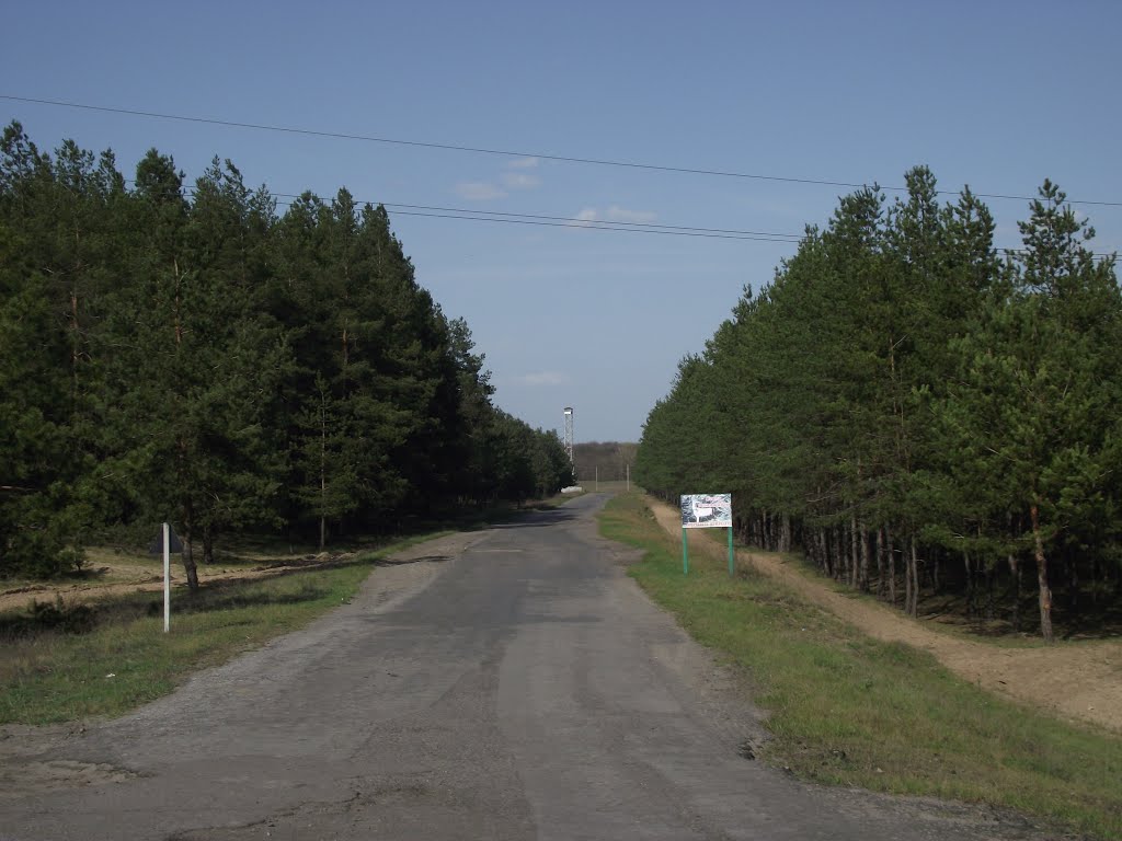 дорога к страусиной ферме