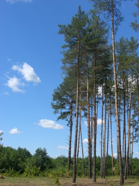 Вырубленный лес возле источника. Село Торское