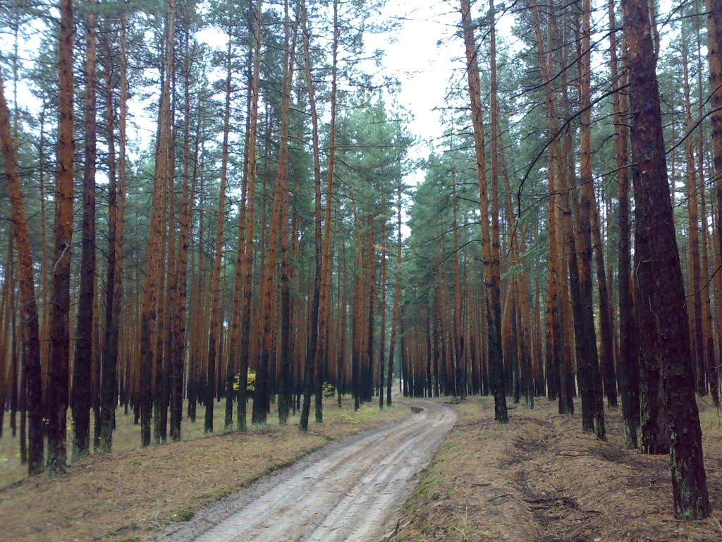 Лес
