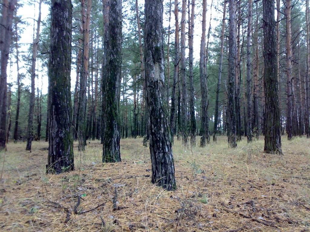 сосновый лес
