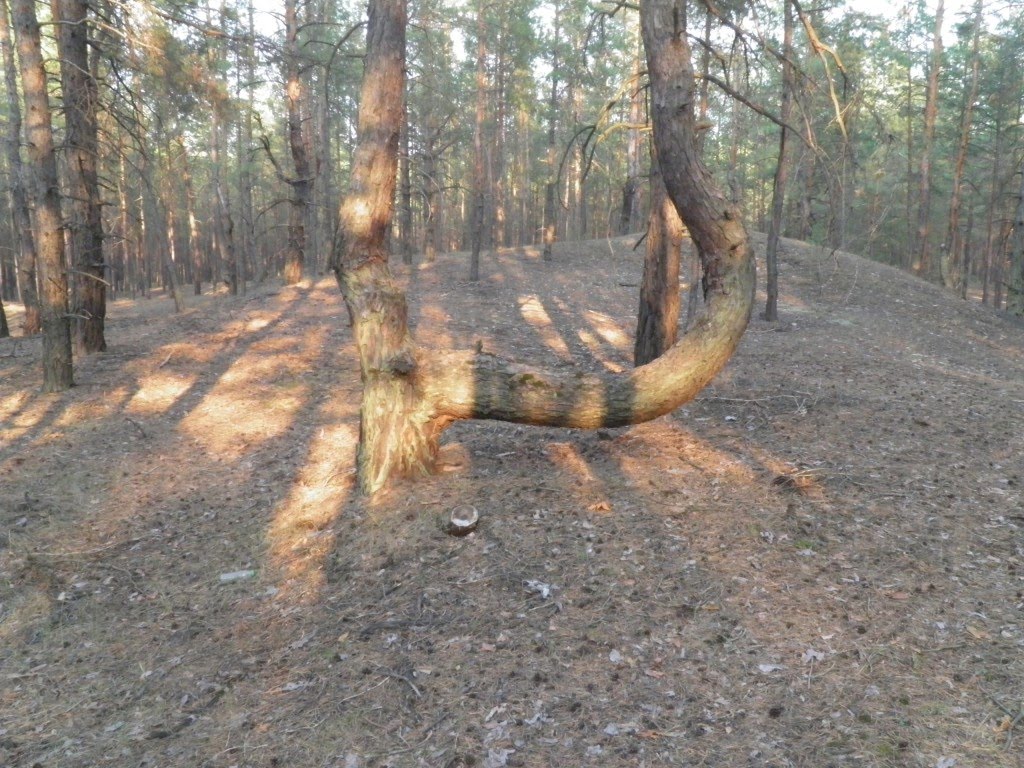 удобное дерево