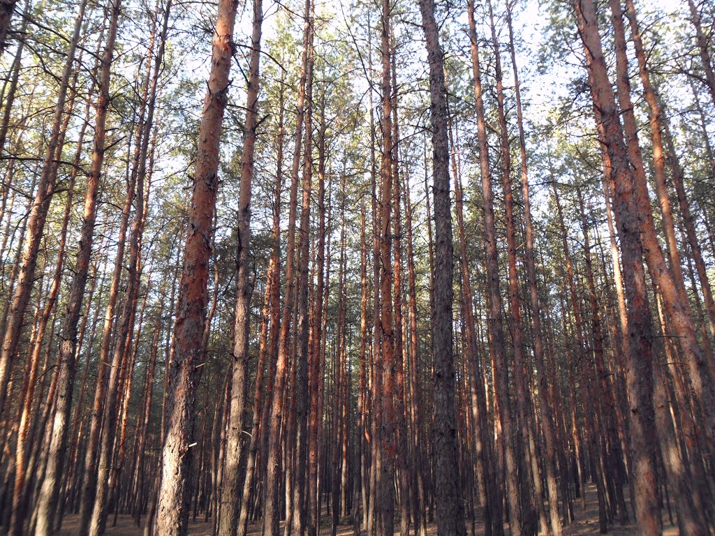 Сосны