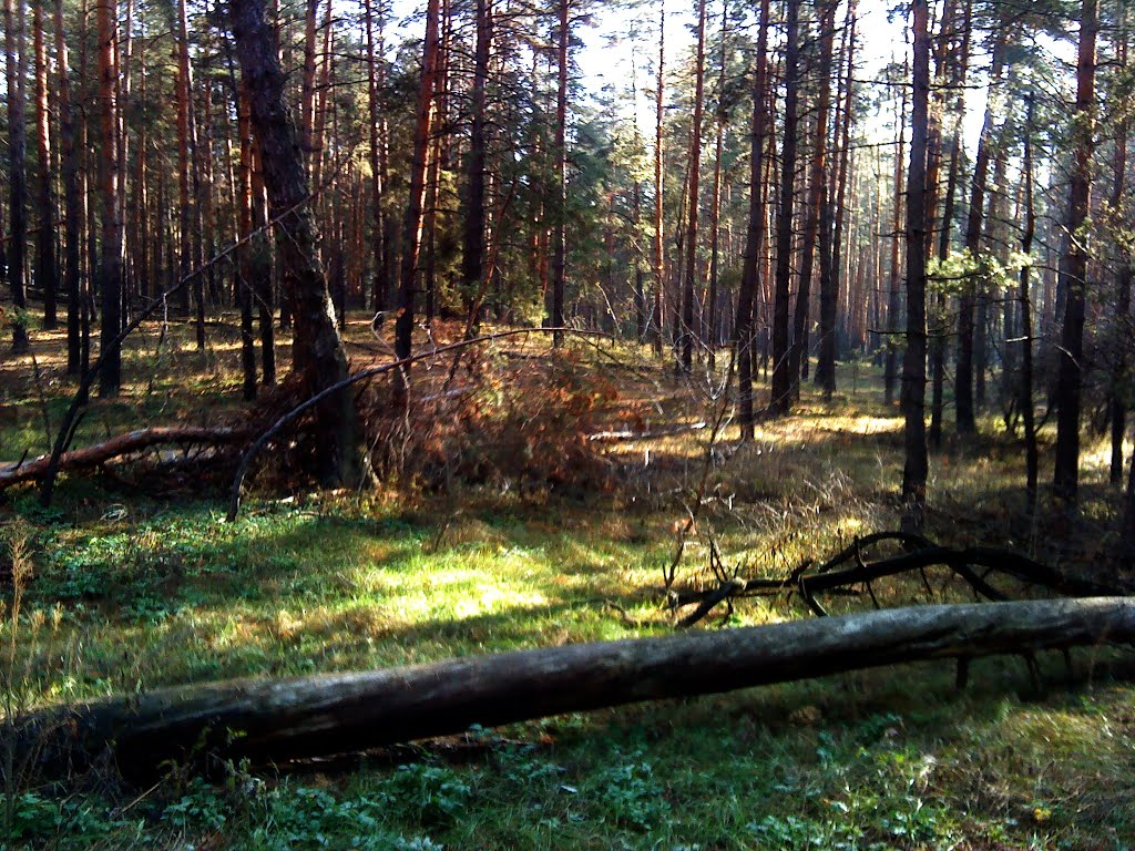 Лес осенью.