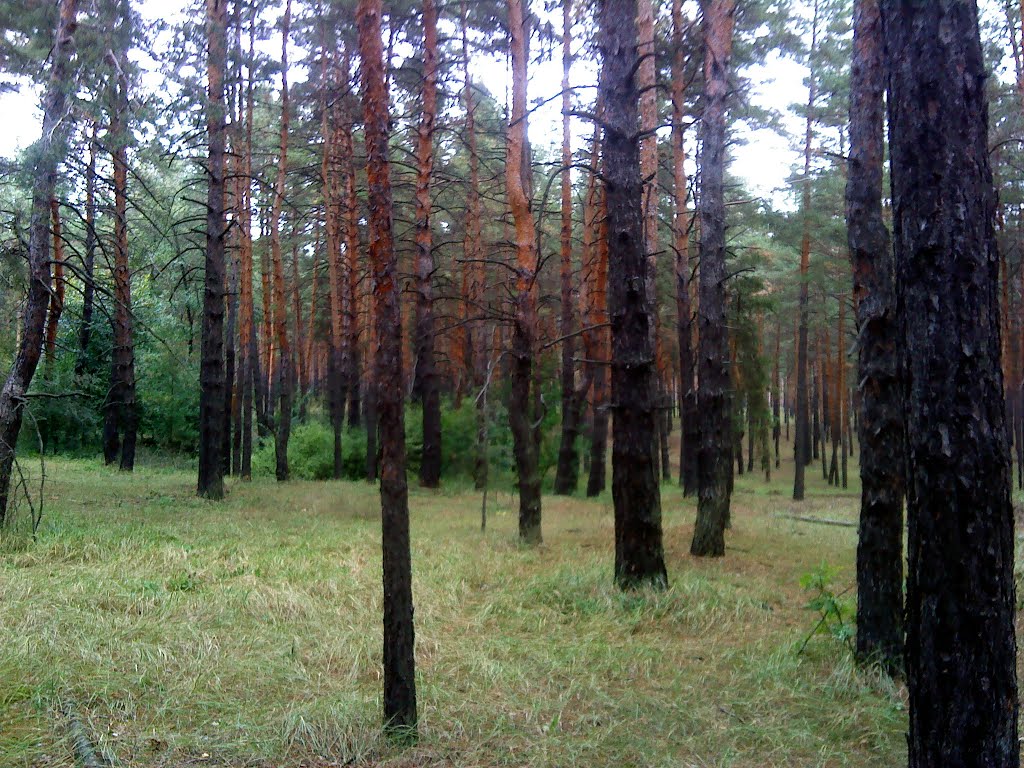 Сосновый лес.