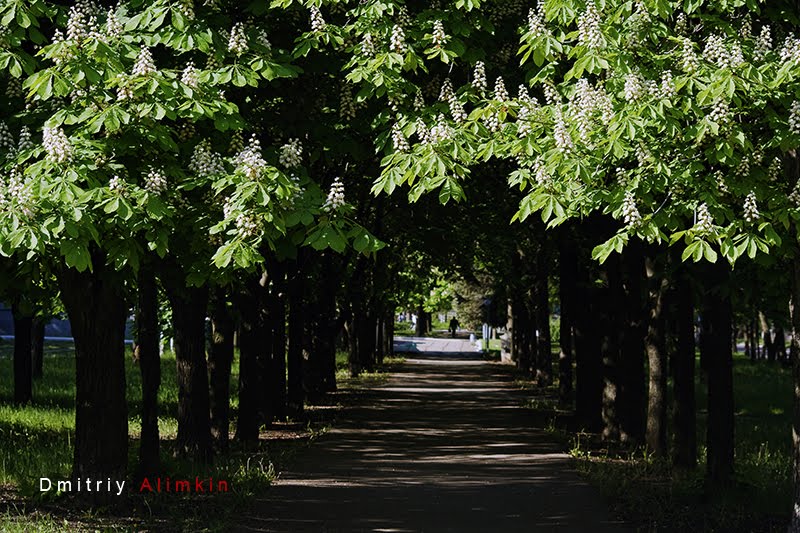 Chestnuts. Voznesenkogo st. Kramatorsk. ул.Вознесенского (у Вечного огня). Краматорск. Каштаны цветут