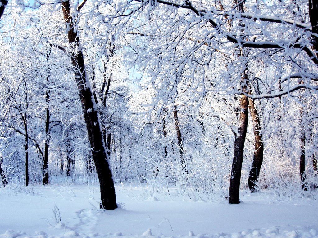 Зима в парке (01.2009)