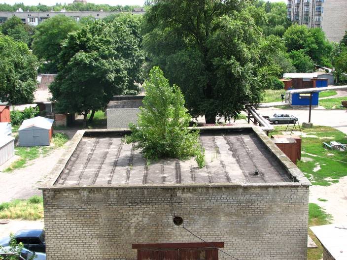 Дерево на крыше