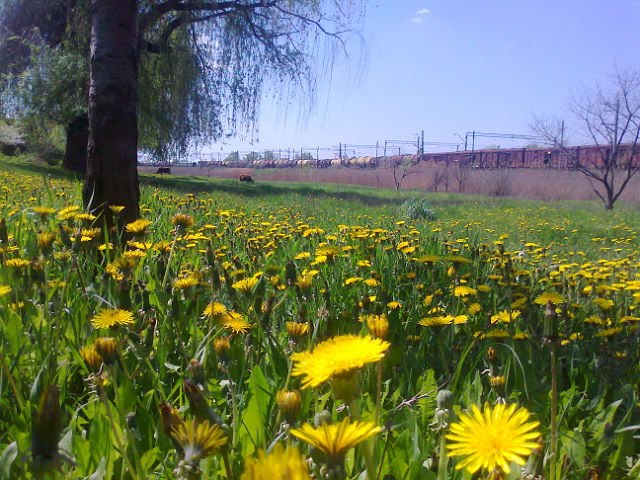 14-парк