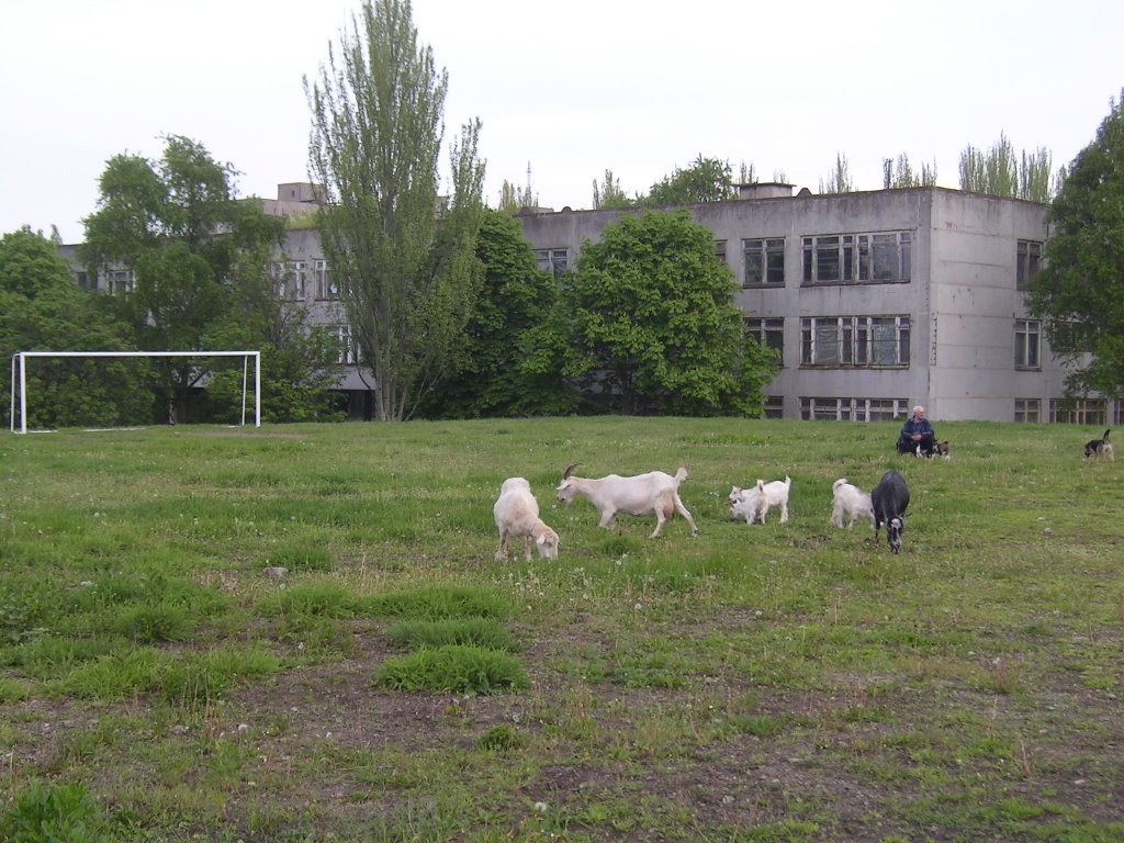 школа N7