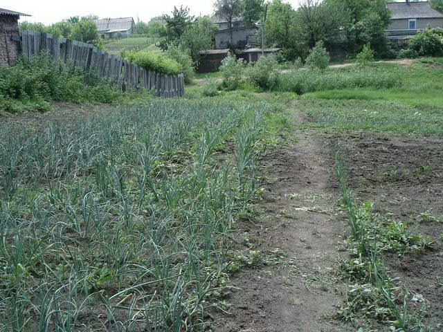 Огород