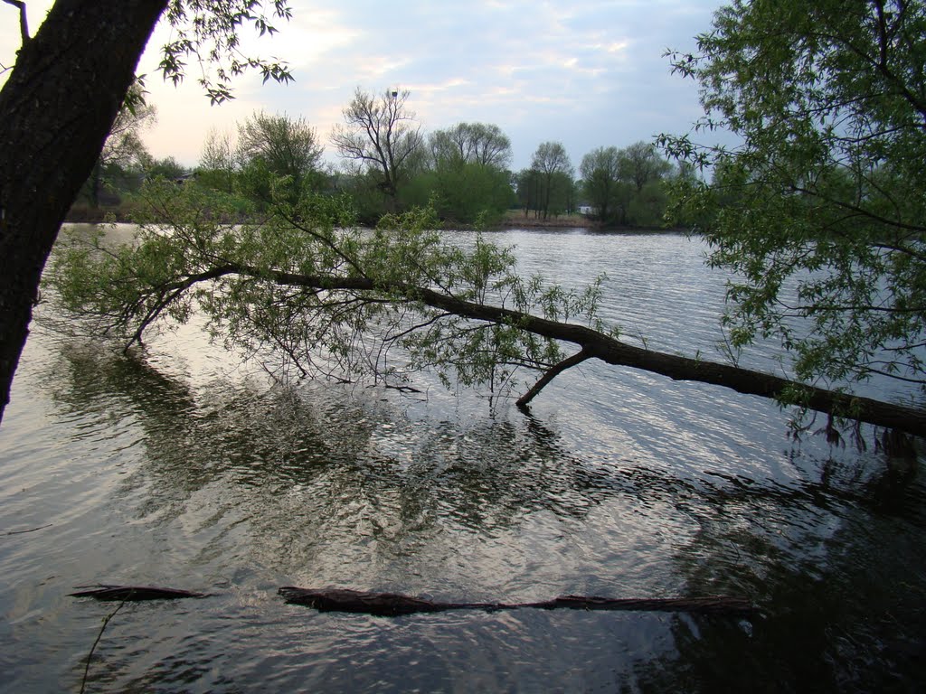Київщина, ставок