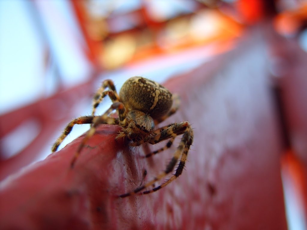 Red web