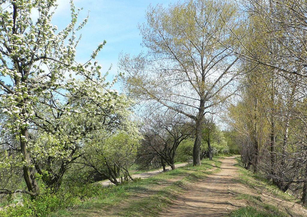 Парк Культуры им. Чехова (весна)