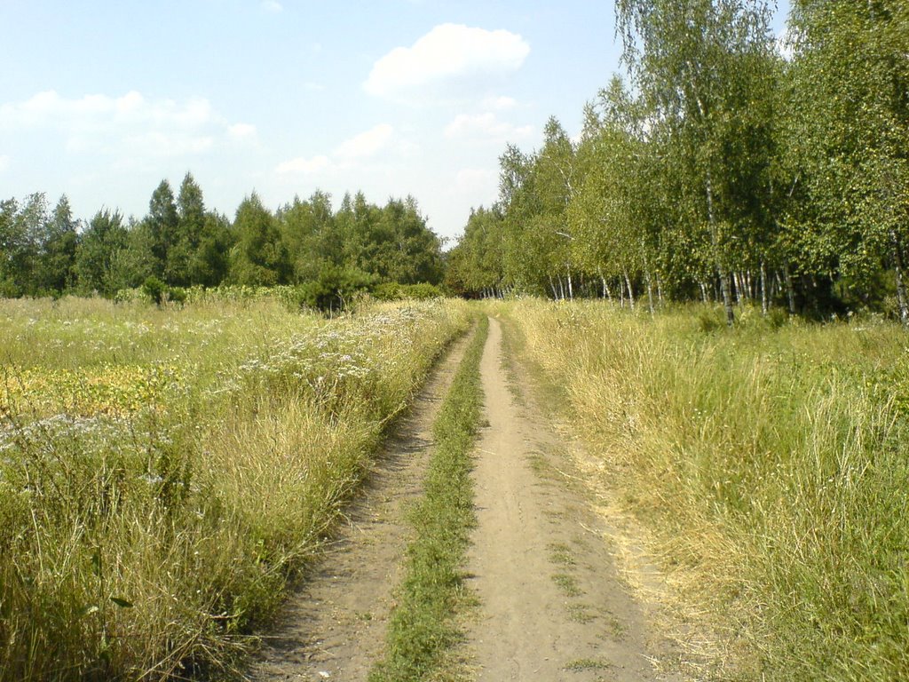 лесная дорога