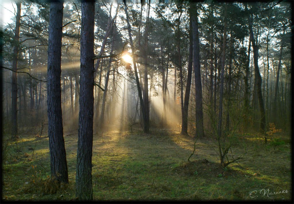 ♥ Утро в лесу. Весна / Morning in the forest. Spring. 04.04.2010.
