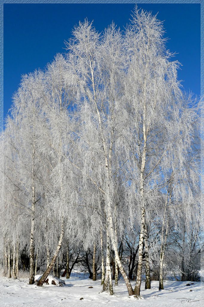 ♥ Зимние берёзы / Winter Birch
