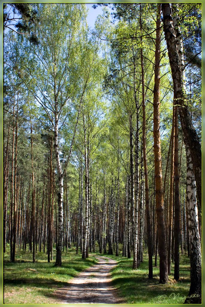 Меж берёз и сосен / Among the birches and pines