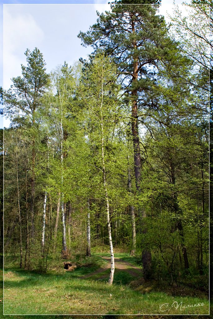 Лес в весеннем наряде / Forest in spring attire