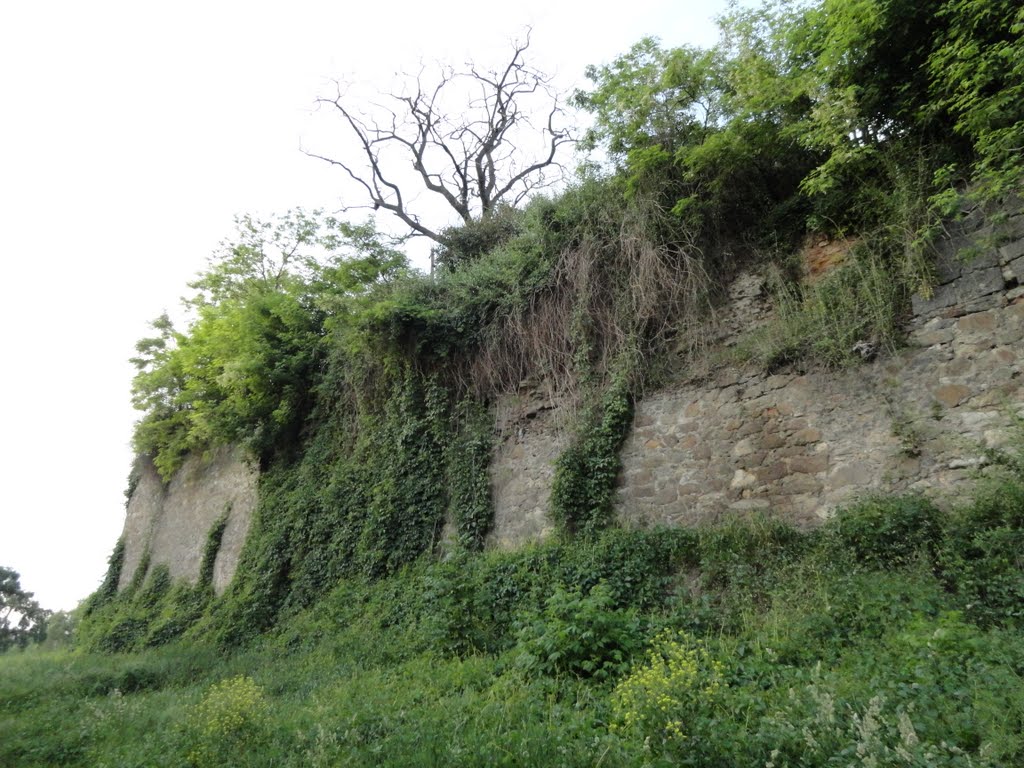 Зелений мур... - Green wall ...