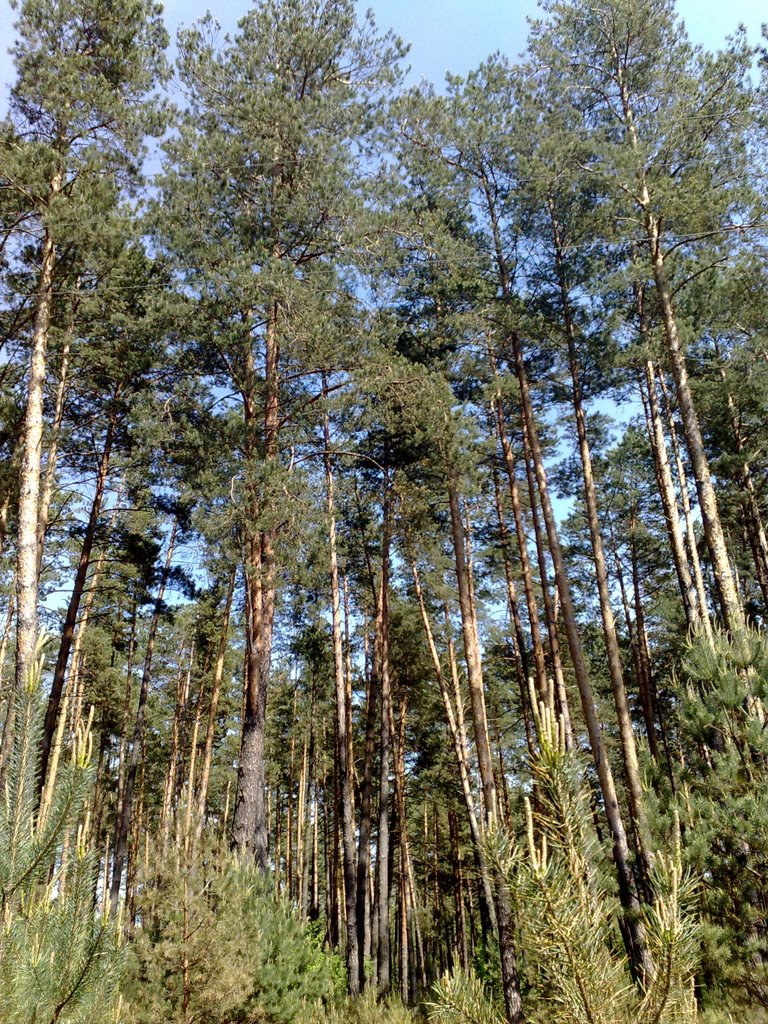 Лес