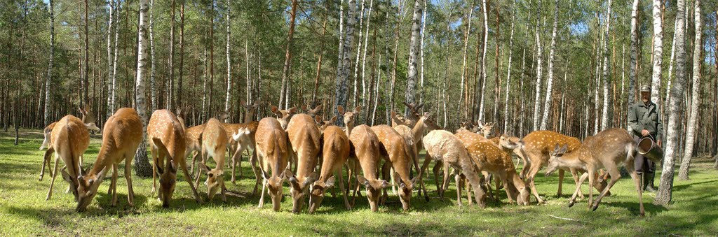 с. Явне, Вольєр плямисті олені (Panorama)