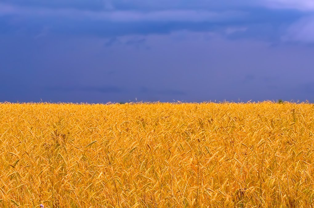 Wheat field (Ukrainian flag)